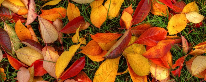 Обложка для одноклассников осень