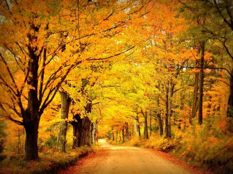 Обложка осень