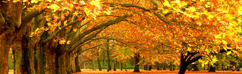 Обложка осень