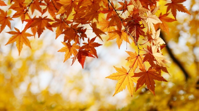 Осенний фон на рабочий стол