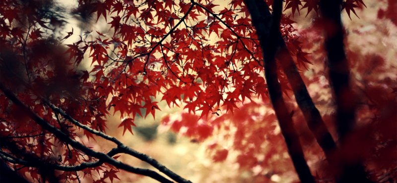 Обложка для фейсбука осень