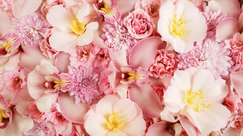 Бледно розовые цветы