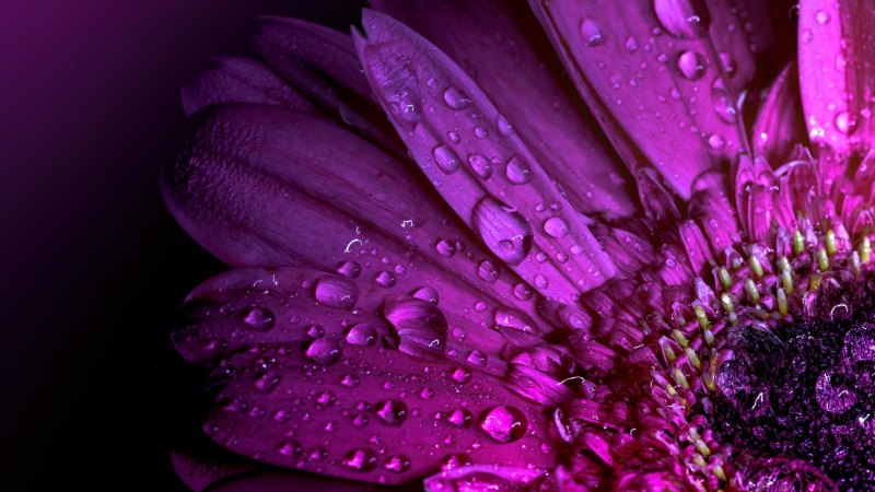 Фиолетовые цветы