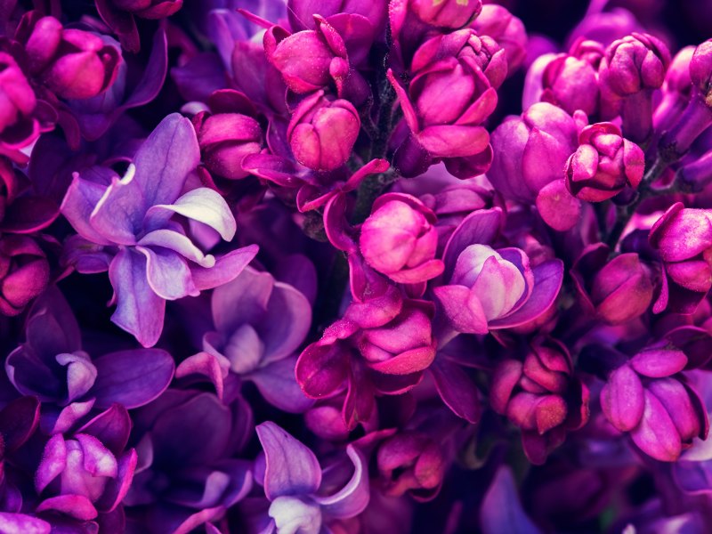 Перпл цветы
