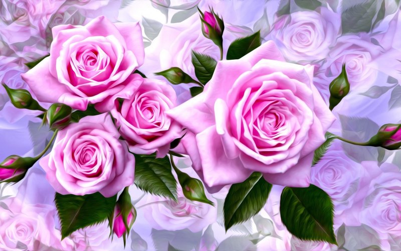 Нежные розы