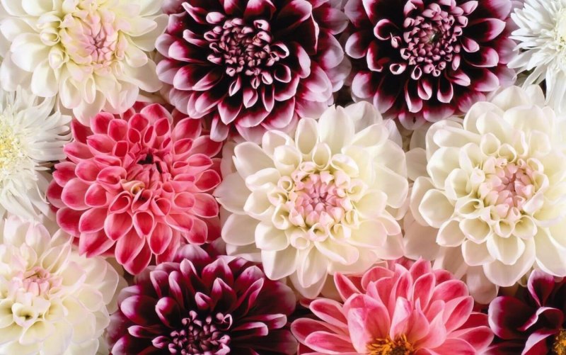 Велюр георгины