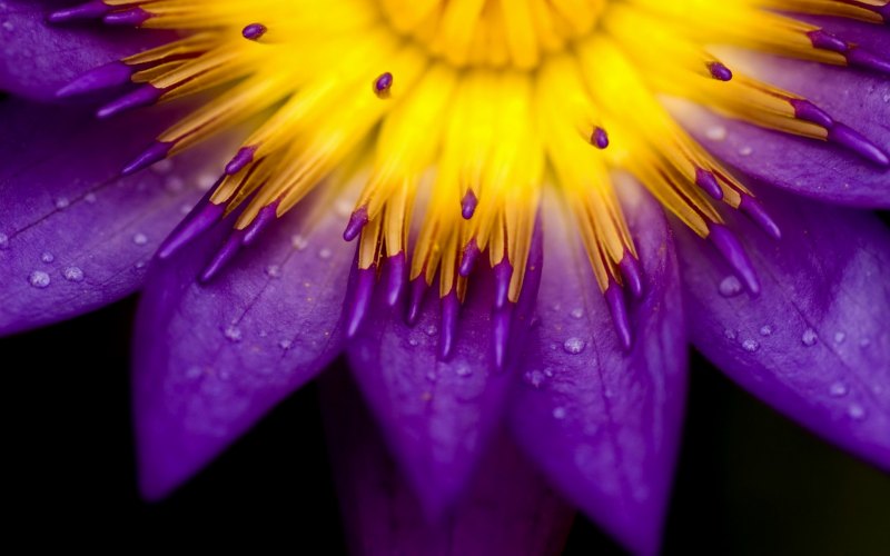 Пурпл лепестки