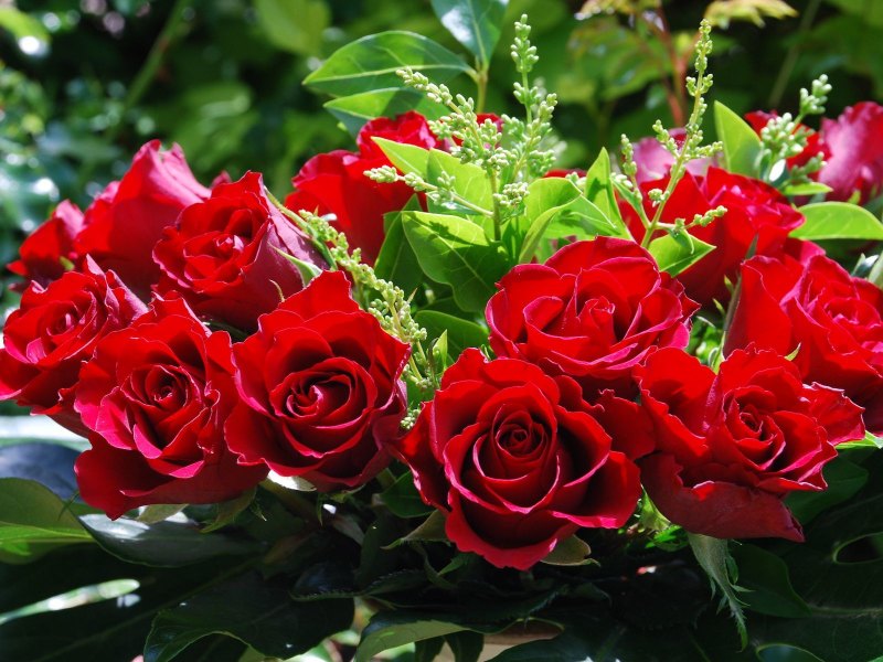 Красивые розы