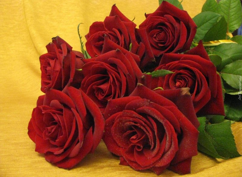 Открытки с днем рождения розы