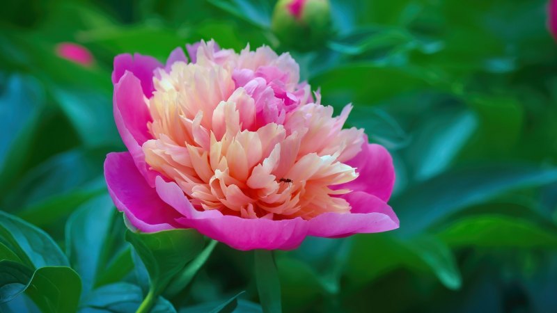 Цветок "пион"