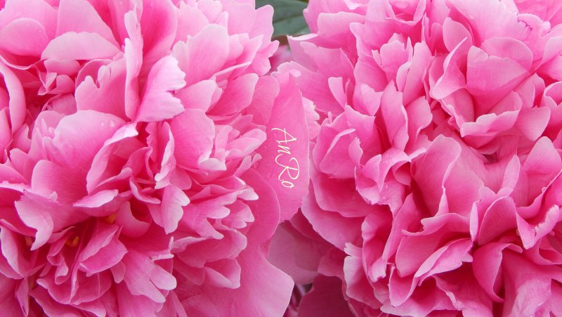 Пион Даурский