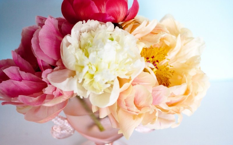 Пионы "адам Модзеле"