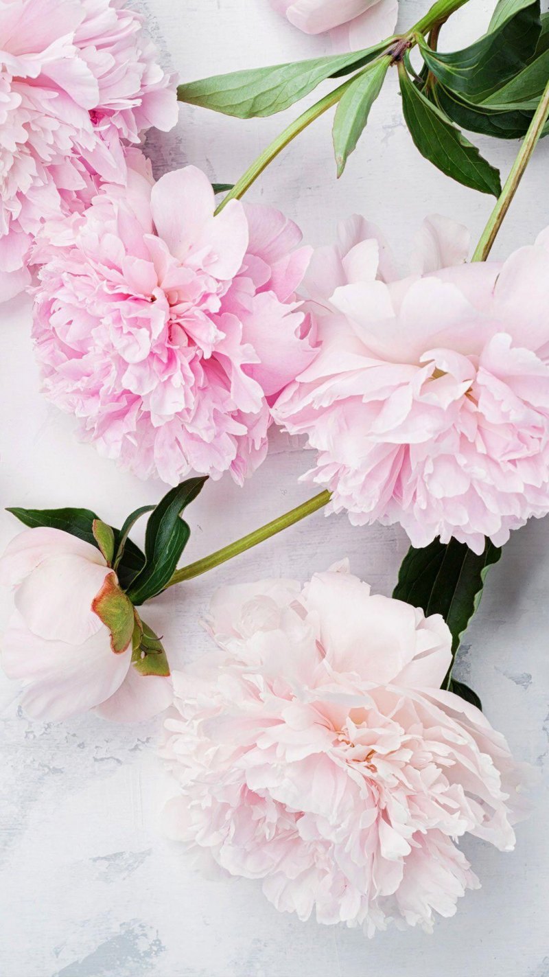 Пионы бутоновидные