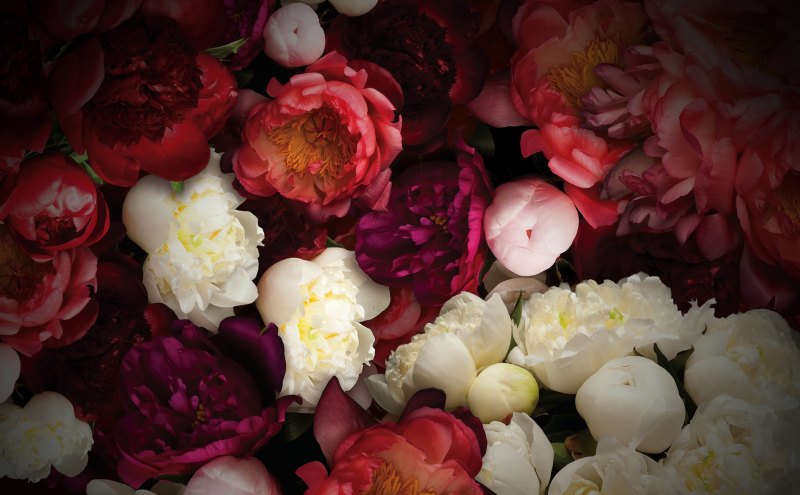 Пиони Пинк (Peony Pink)