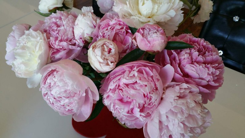 Пион Грин Жаде