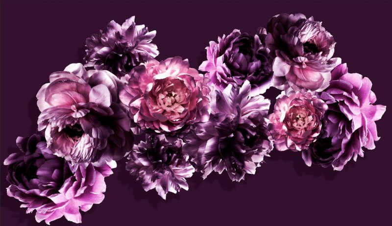 Белые пионы на рабочий стол