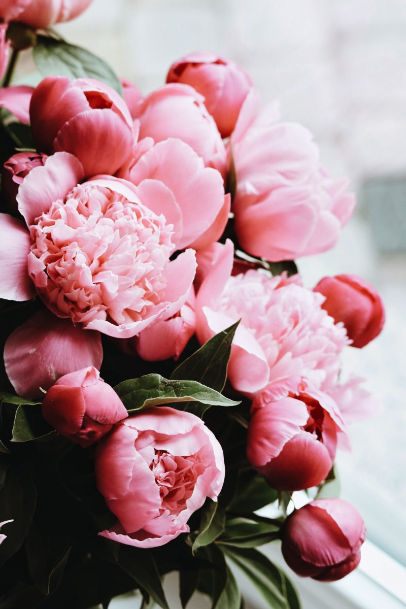 Пион розовый (Peony the Pink)