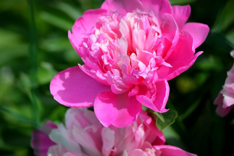 Цветок "пион"