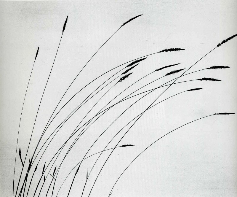 Колыхание травы рисунок