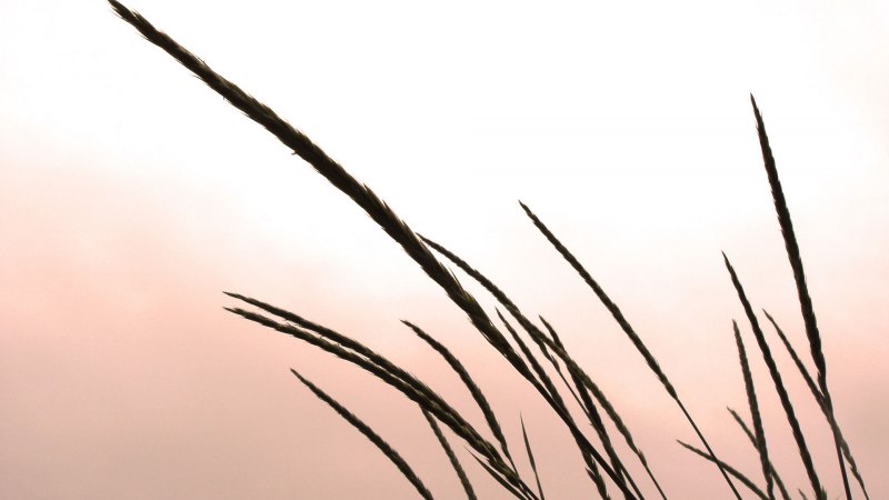 Полыхание трав на ветру