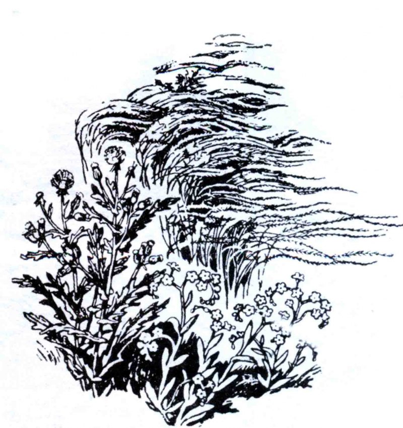 Линия и её вырозительные возможности