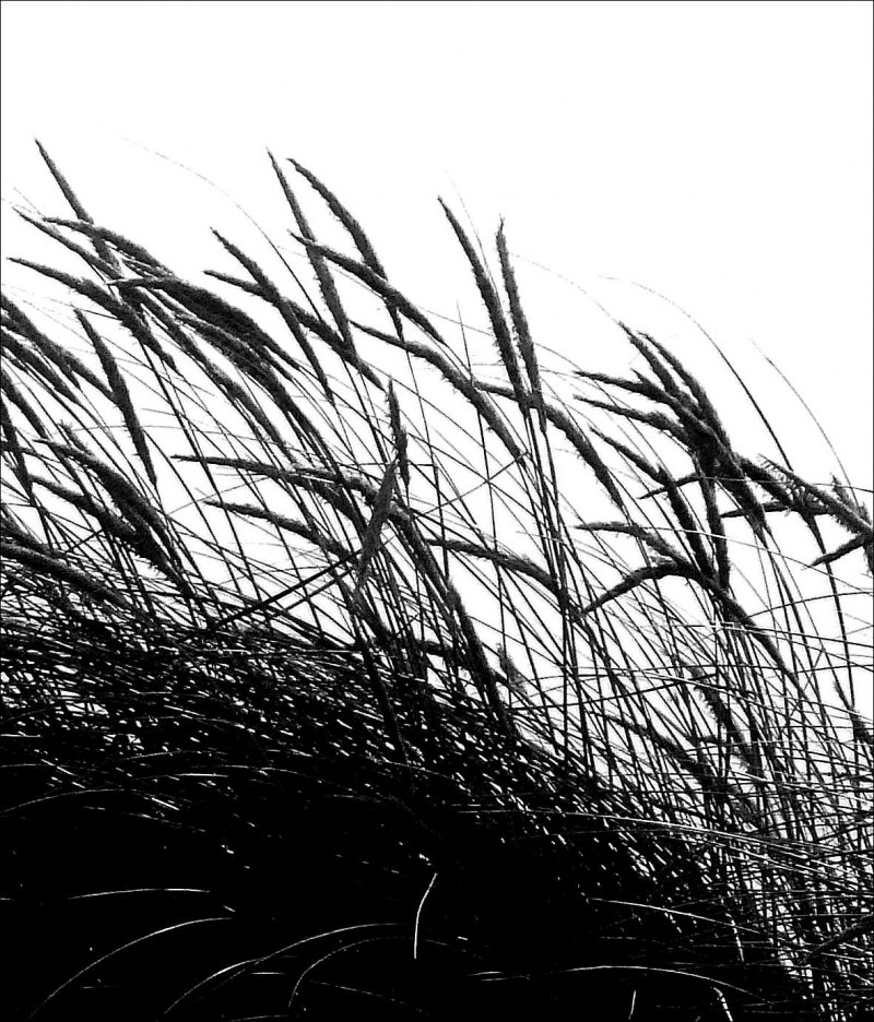 Наброски травы