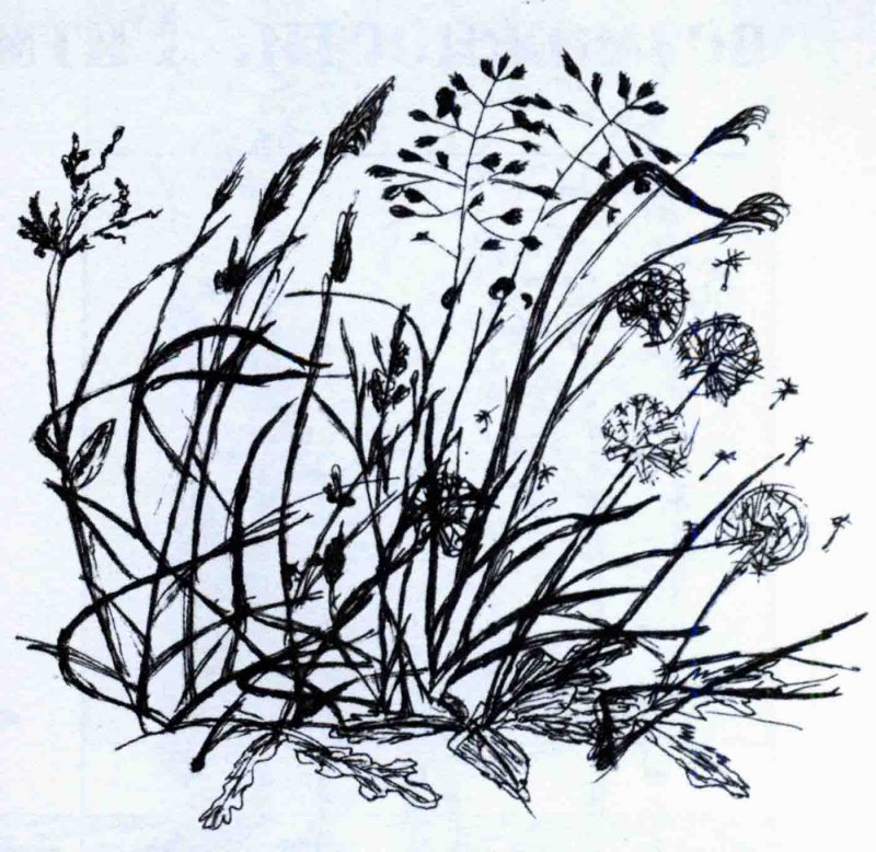 Графическая зарисовка цветов и трав