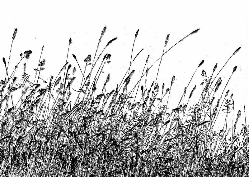 Трава Графика