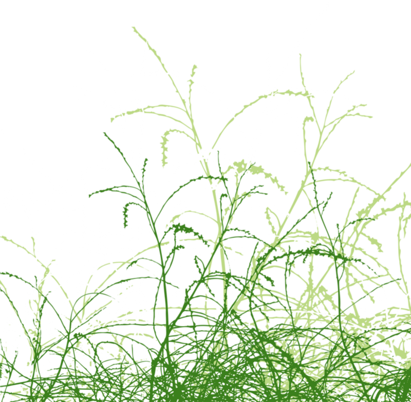 Кисть трава вектор