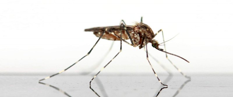 Доктор гнус системки