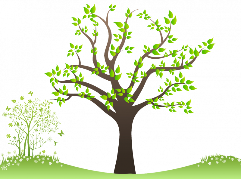 Ветка дерева