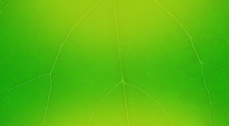 Красивый зеленый фон для презентации