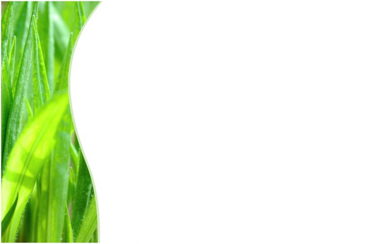 Фон для презентации по биологии растения