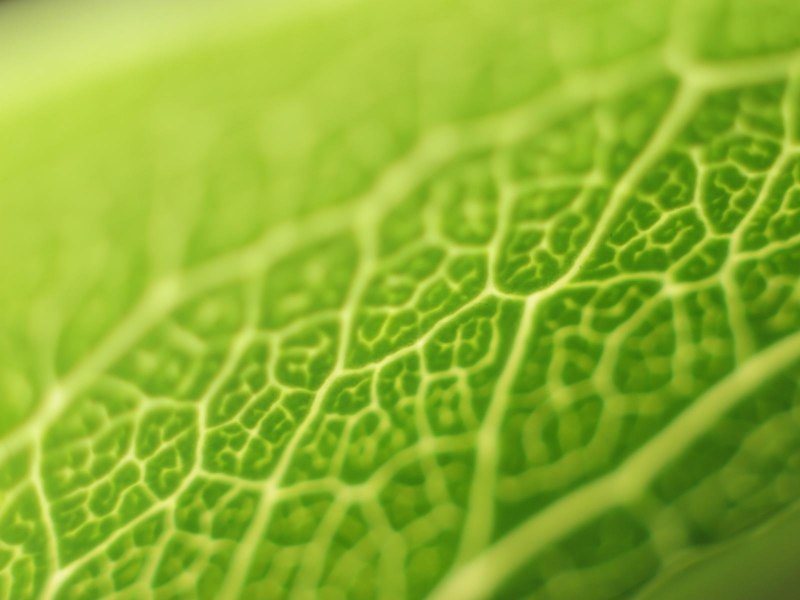 Фон для презентации биология