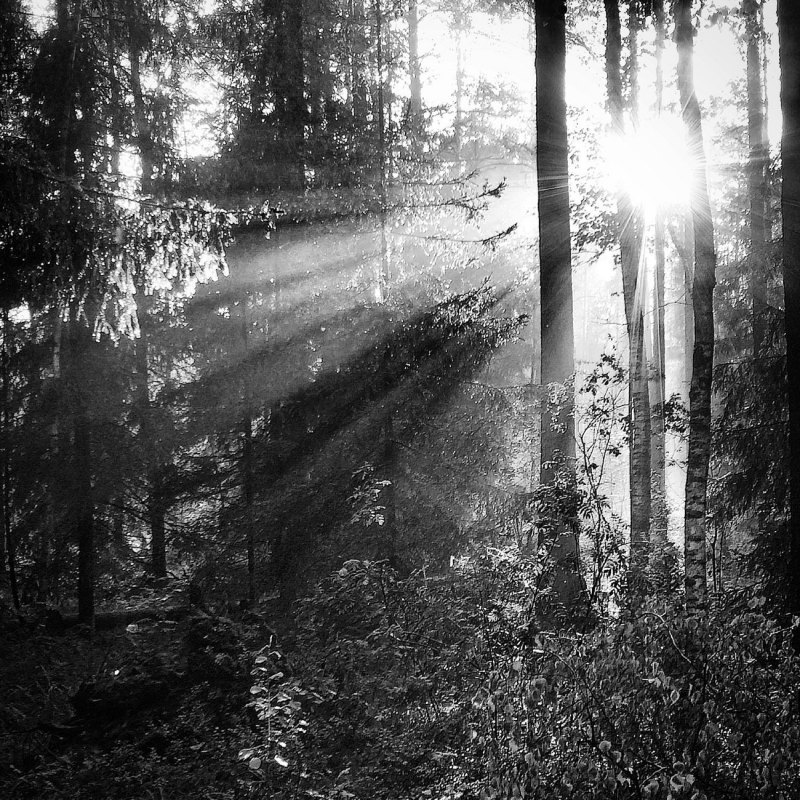 Лес черное белое