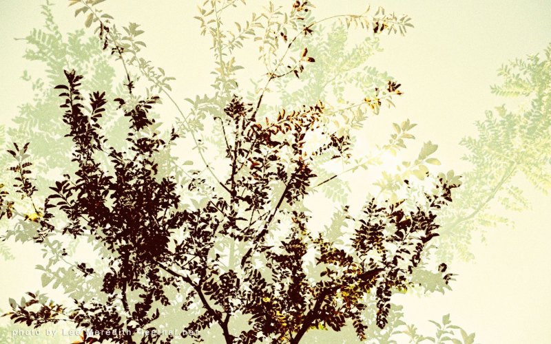 Цветы для двойной экспозиции