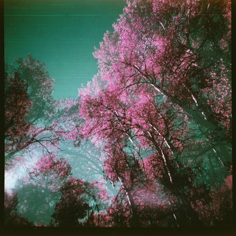 Цветы для двойной экспозиции