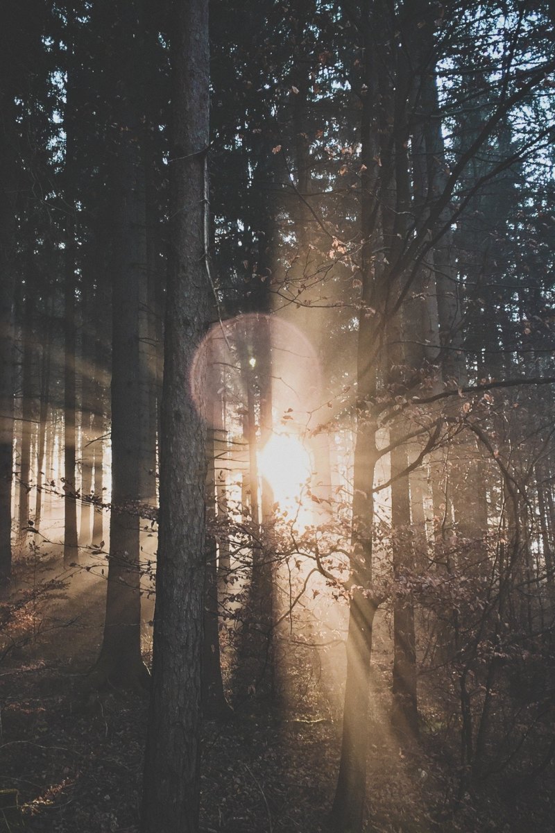 Лес для двойной экспозиции