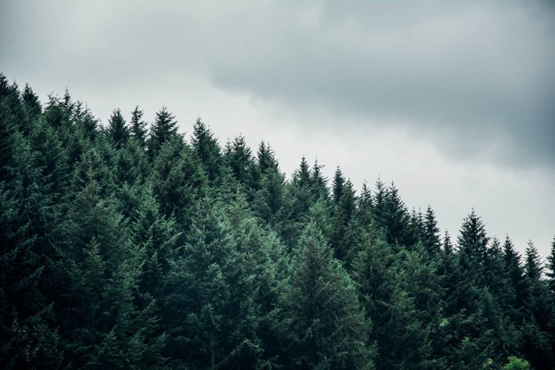 Хвойный лес