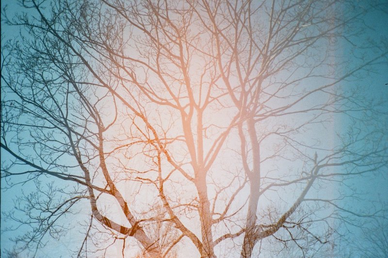 Ветка дерева