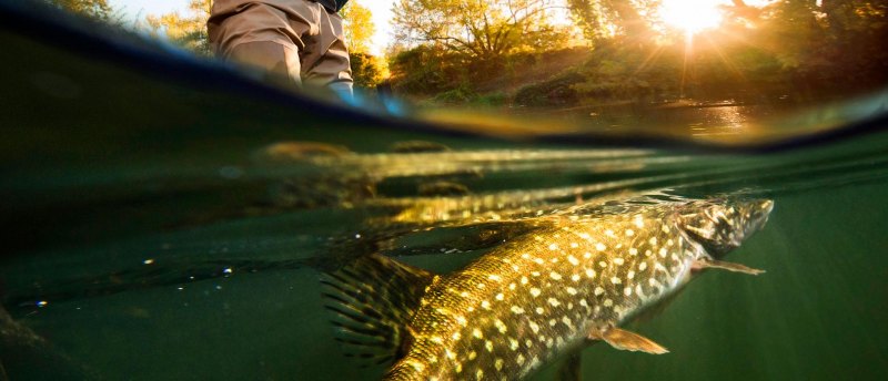 Поклевка рыбы