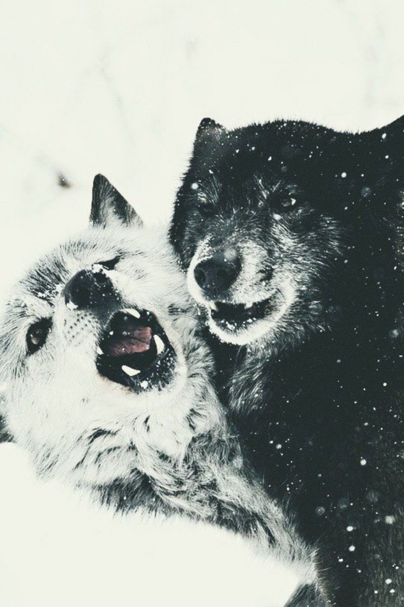 Два волка черный и белый