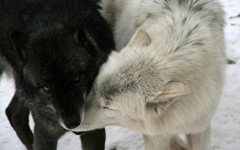 Белый и чёрный волк любовь
