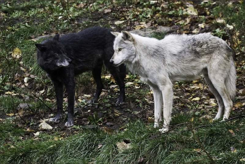 Альфа самка волчица