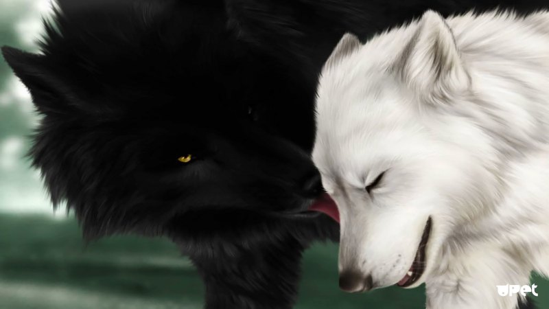 Два волка черный и белый