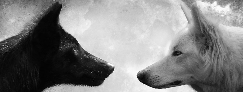 Черный и белый волк наполовину