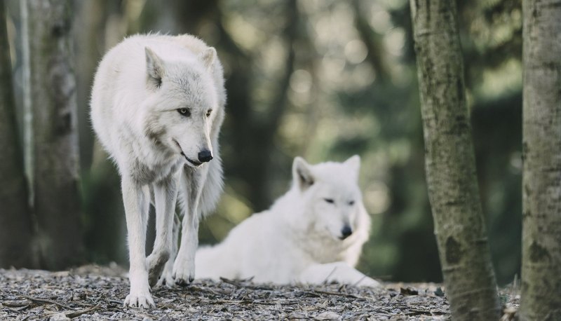 Картинки на рабочий стол волки