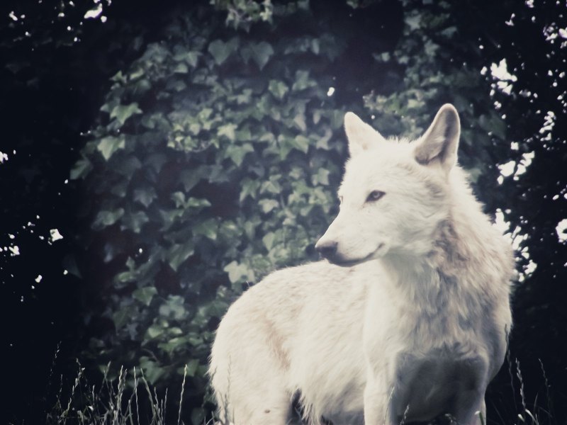 Белая волчица Эстетика