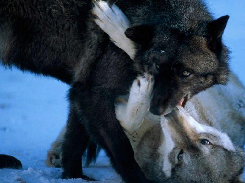 Черный и белый волк