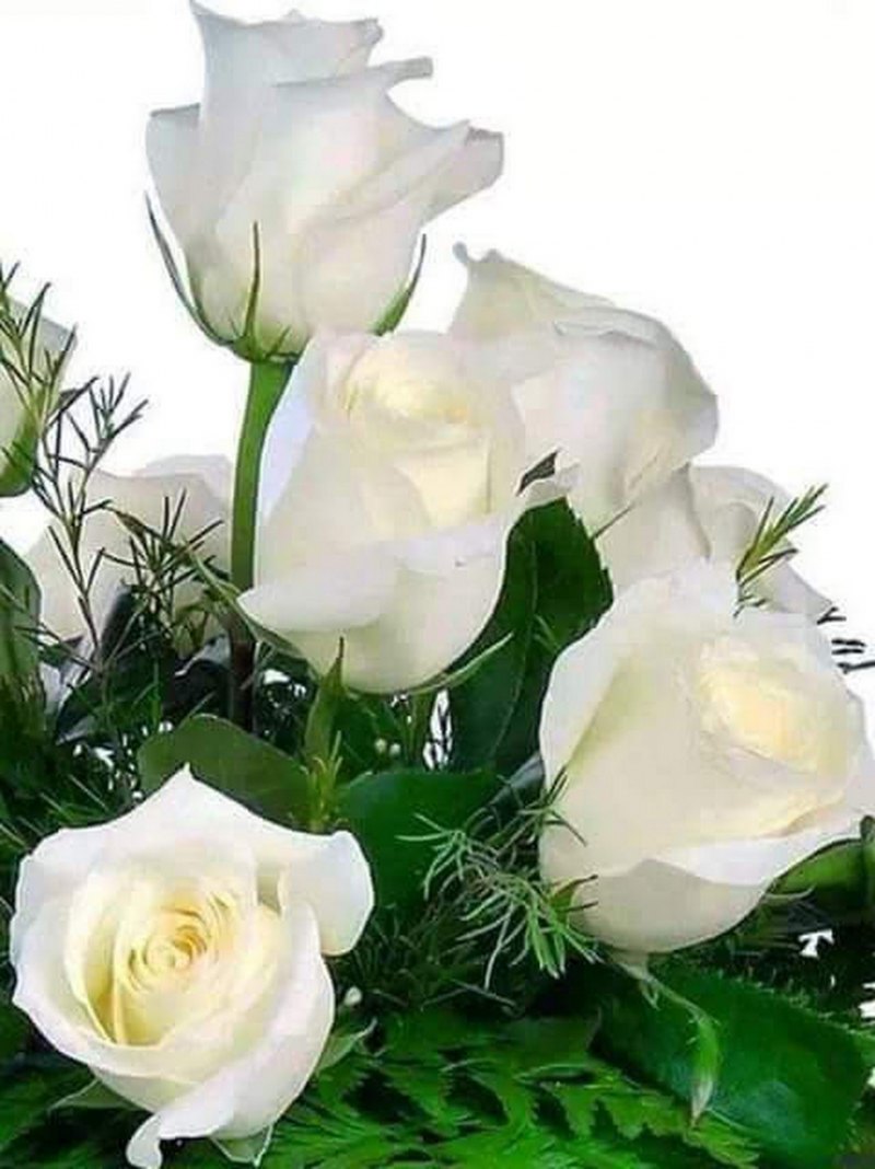 Красивые белые розы